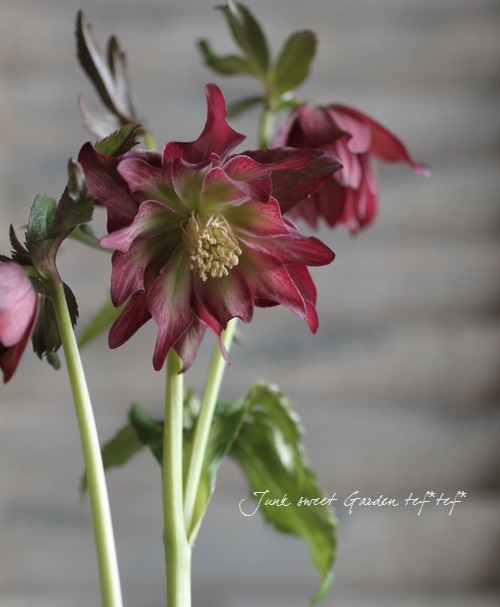 流れ星様確認用、クリスマスローズ 楽天市場】クリスマスローズ 開花見込み株 実生苗 ダブル咲き ホワイト