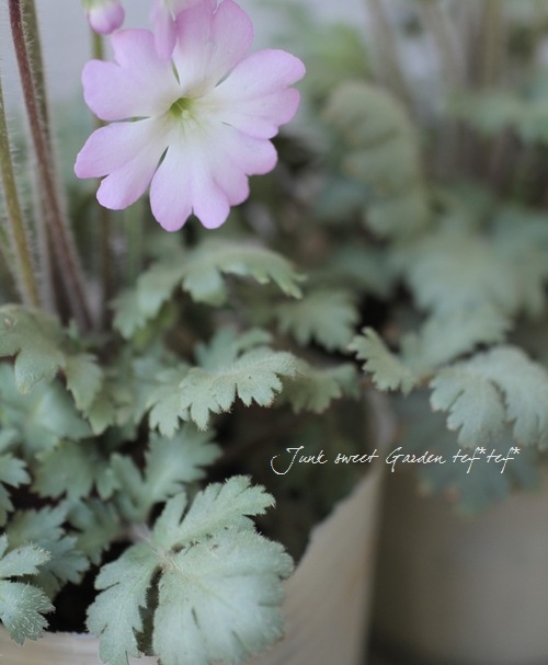 <i>Primula filchnera</i><BR><BR>Ť̷Ϲ<BR>⥹꡼ΥС꡼<BR>ץإե륯ͥ饨