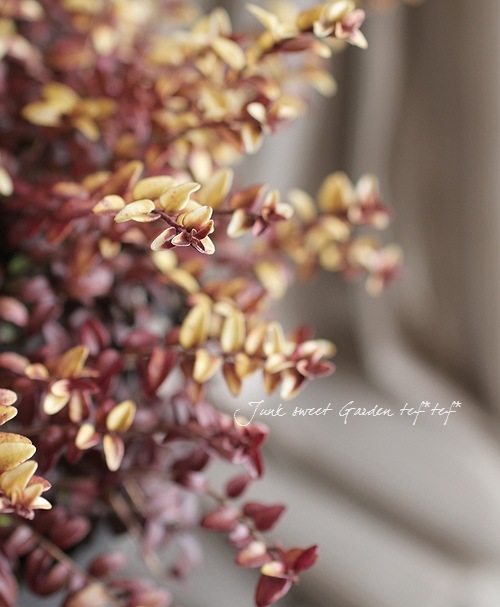 Lonicera nitida<BR>��Baggesen's Gold��<BR><BR>�Ѵ��������ڥ��˥��顦�˥���<BR>�إХ��å��󥹡�������ɡ�