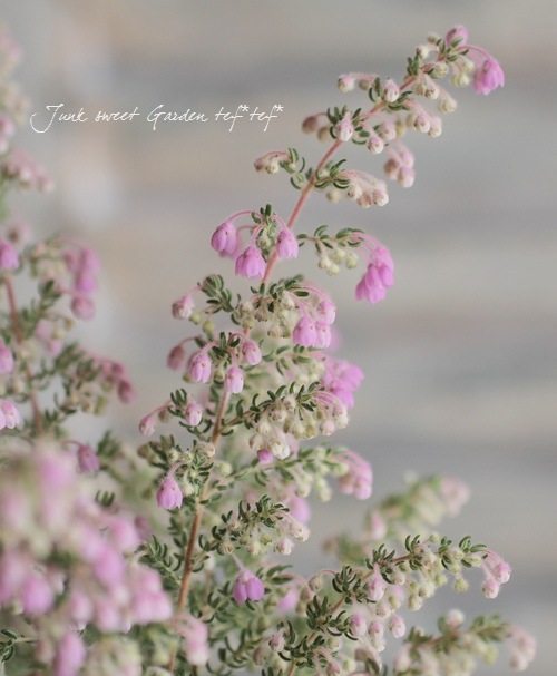 Erica <BR>chamissonis<BR><BR>���ꥫ �إ���ߥ��˥���