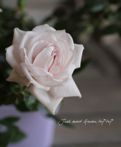 ���¥������ο��ʼ�ߥ˥Х� �إ����ࡼ��١�����