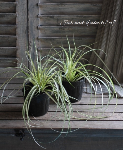 �ڴ��տ�ʪ�� ����å��� �إ��С�������ɡ� �إ٥����饹��