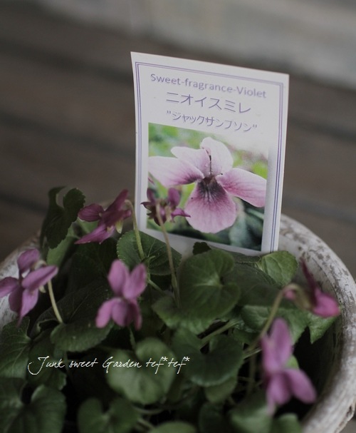 Viola odorata <BR>”Jack Sampson”<BR><BR>大人可愛いニオイスミレ<BR
