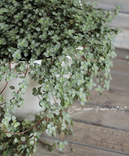 Pilea ��Glauca Greizy��<BR><BR>�ߤ�ȭ������ԥ쥢<BR>�إ��饦�����쥤������