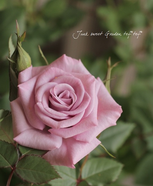 マルサン ミニラ250（PinkNeon Ver.） ムー mu CRAZY NEON HAKU 二つ折り財布 コンパクト財布 75035 75030