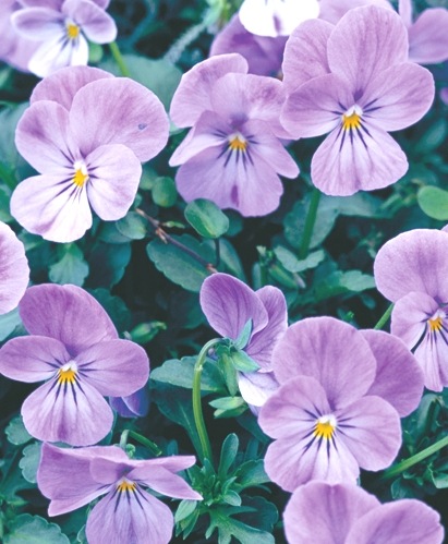 ハンドメイド　ビオラ ビオラ ビビシリーズ<BR>『ラベンダーシェード』3.5寸苗