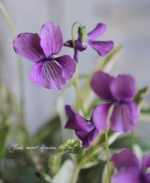 花まみれページ 特価 訳あり】常緑クレマチス カートマニージョー 5号（ハート仕立て