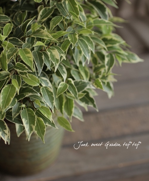 Ficus benjamina<BR><BR>����������ƥꥢ���꡼��<BR>�ơ��֥륵�����Υ٥󥸥�ߥ�<BR>�إ�֥꡼��