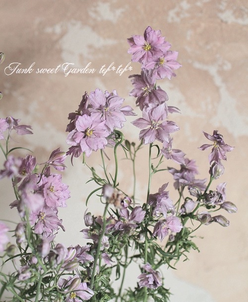 Ȭź餭顼ѡ إ륰쥤 Ի׵Ŀ