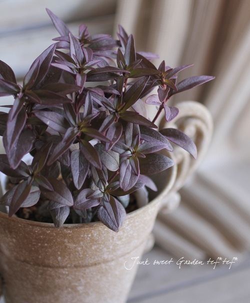 Antirrhinum majus<BR><BR>��߷������Υ��󥮥祽��<BR>�إ֥��󥺡�