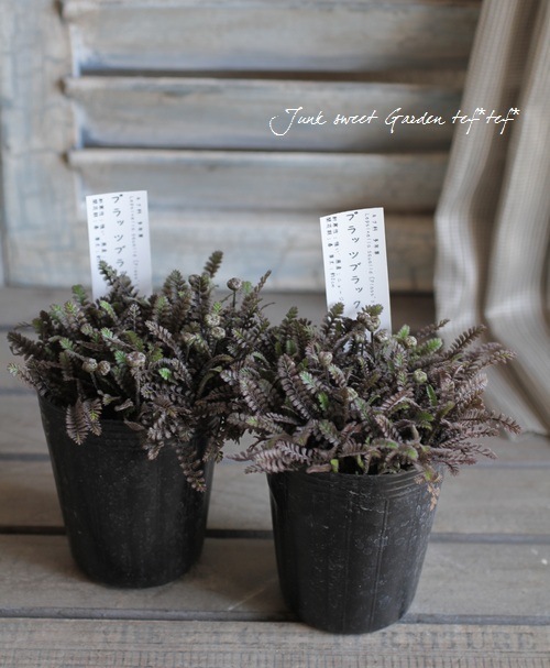 ץƥͥ顡إץåĥ֥å