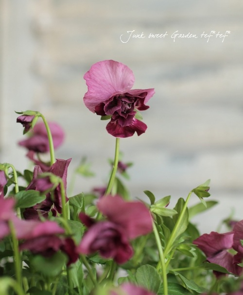 tef*tef*�����ƥ�2014<BR>* no.13*<BR>Ȭ�ź餭�ӥ���إ��奨�ꥢ��