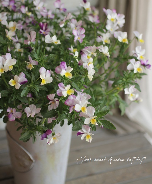 tef*tef*�����ƥ�2014<BR>* no.15*���֥ꥭ�ݥå�<BR>�إԥ󥯹ʤ��