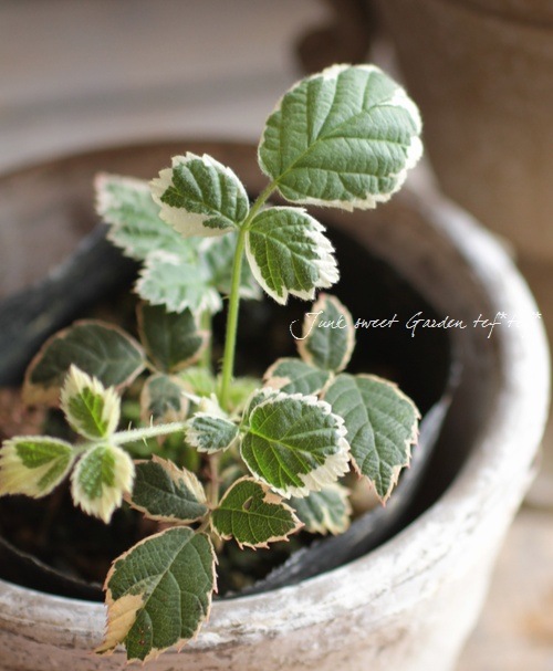 Rosaceae Rubus<BR>”blackberry”<BR><BR>斑入り『ブラックベリー