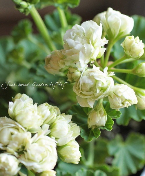 八重咲きゼラニウム 『グリーンブーケ』 | すべての商品 | | Junk