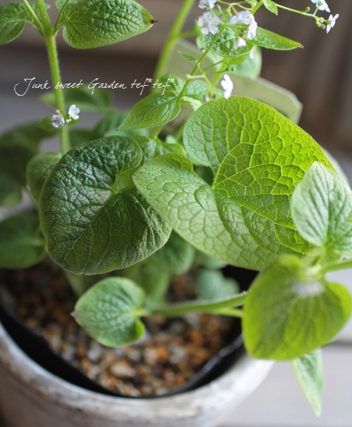 Brunnera macrophylla<BR>��Jennifer��<BR><BR>�����Ǥ��ĥ֥��ͥ�<BR>�إ����˥ե�����