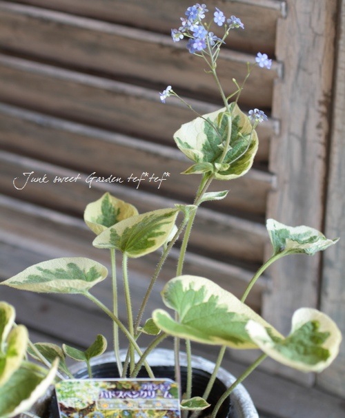 Brunnera macrophylla<BR>��Hadspen Cream��<BR><BR>�����Ǥ��ĥ֥��ͥ�<BR>�إϥɥ��ڥ󥯥꡼���
