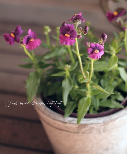 Nemesia caerulea<BR><BR>åͿ<BR>ɺͥ᥷ͥ<BR>إѡץ