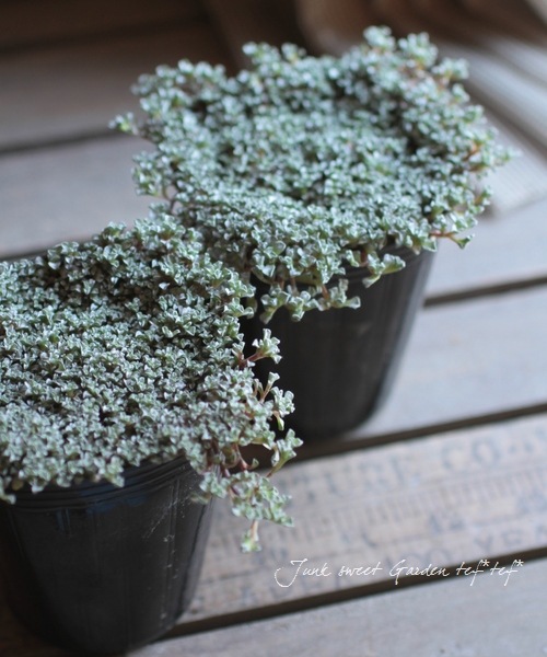 Raoulia australis.<BR>إޥåȥǥ<BR>ػ -󥻥ĥ-