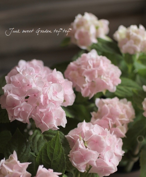 Hydrangea serrata<BR><BR><BR>ذͽҼޤ