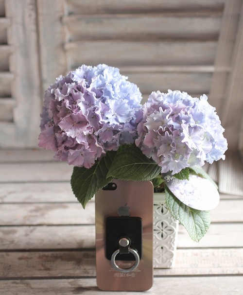 <i>Hydrangea</i><BR><BR>ΤҤ饵<BR>ץߥढ<BR>إ쥪򥹥ȭС