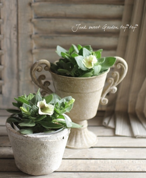 Petunia��hybrida<BR><BR>��߷������Ρ��ڥ���˥����ץ쥸�㡼<BR>�إ��ץ����Ρ�