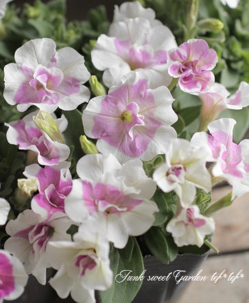 �ڥ���˥����ץ쥸�㡼���إ�٥�����ۥ磻�ȥ��������