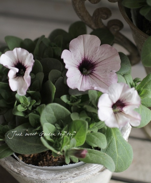 Petunia��hybrida<BR><BR>��߷������Ρ��ڥ���˥����ץ쥸�㡼<BR>�إۥ磻�ȥ�饢���ѥƥ�����