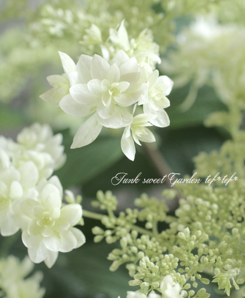 八重咲きアナベル 八重咲きアナベル・紫陽花 『ヘイズ・スターバースト』 | すべて