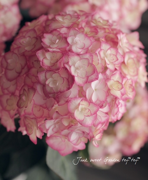 Hydrangea<BR><BR>ハイドランジア・紫陽花<BR>『ユーミー・サオリ