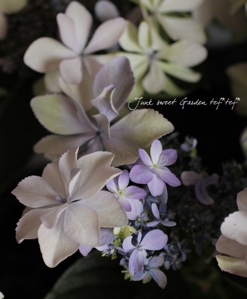 Hydrangea<BR><BR>寄せ植えにも＾＾<BR>色変わりする紫陽花<BR