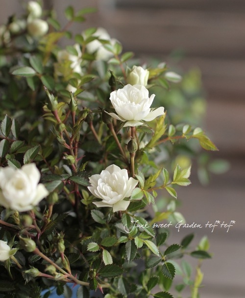 Rose Hibrida Br Br ランドスケープローズ Br 修景用バラ Br プリンセスホワイト すべての商品 Junk Sweet Garden Tef Tef