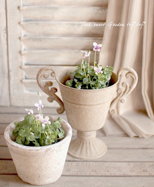i>Viola hederacea<BR>”Australian violet”</i><BR>宿根ビオラ<BR