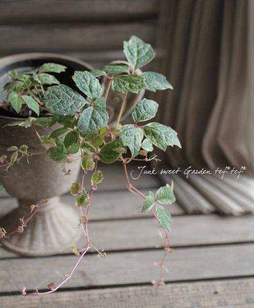 ボストンアイビー 五色斑ナツヅタ すべての商品 Junk Sweet Garden Tef Tef