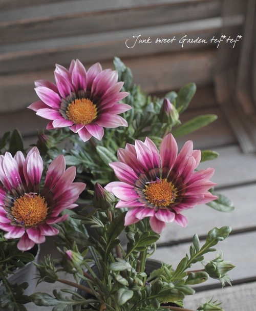 Gazania<BR><BR>åʥ<BR>˥<BR>إԥ󥯥ɡ