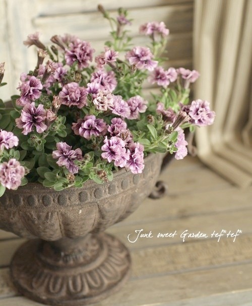 Petuniahybrida<BR><BR>إߥˡȬź餭<BR>ڥ˥<BR>إ֥֥롼