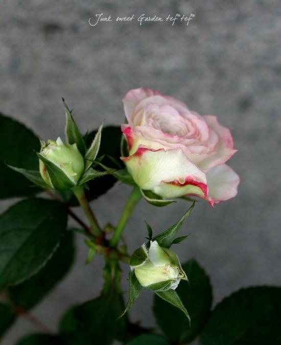 ����ȥ������������<BR>�ߥ˥Х�إ��ץƥ��ޡ���������