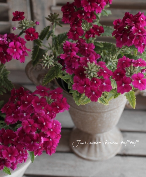 <i>Verbena</i><BR><BR>���ؽɺ��С��٥�<BR>����ץ쥹�إС�����ǥ���