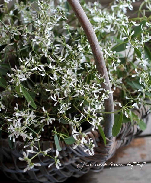 ユーフォルビア 『ダイヤモンドフロスト』 | すべての商品