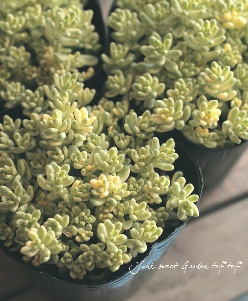 ��¿����ʪ�� ������ �������������꥿���ȥ����