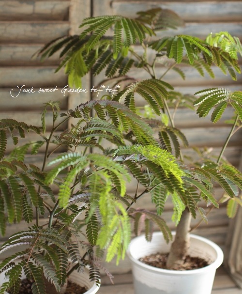 Albizia julibrissin<BR><BR>Ƽ�եͥ�Υ��إ١�����ϡ�