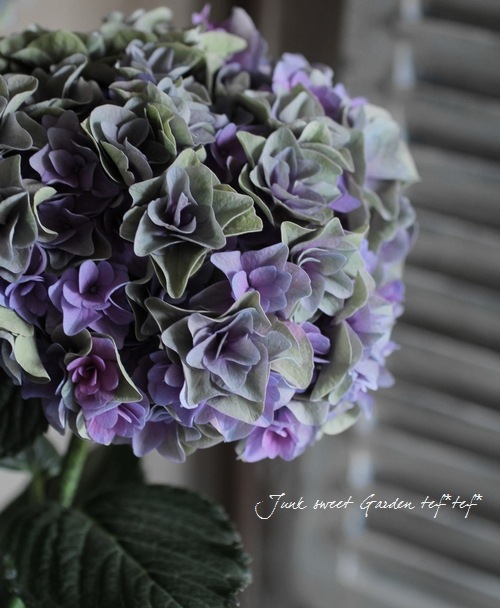 素敵に色付き始めた<BR>八重咲き秋色紫陽花<BR>『ポジーブーケ