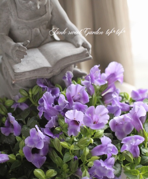 �Ƥ˶������ȥ�˥��������꡼�ʡإ֥롼��С���