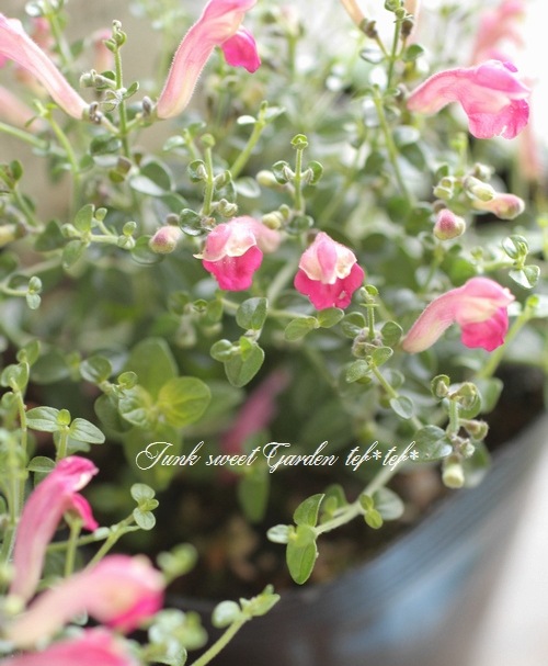 �����ƥ�ꥢ��Ωϲ�� ���إ����꡼�����륭��åס�