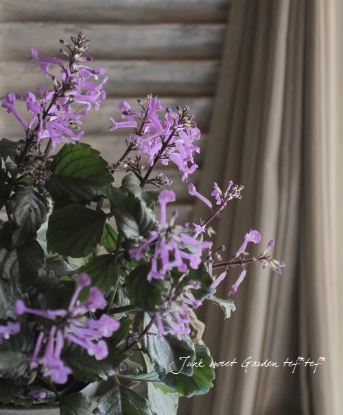 Plectranthus<BR> 'cape angels' <BR><BR>室内OK！プレクトランサス<BR
