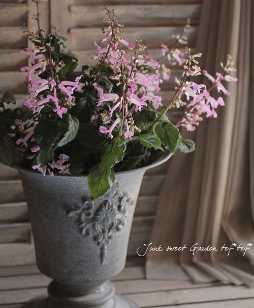 アシェンデンプレス　聖フランシスコの小さな花 Plectranthus<BR> 'cape angels' <BR><BR>室内OK！プレクトランサス<BR