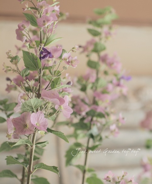 ホルムショルディア 『テッテンシス』 『チャイニーズハット