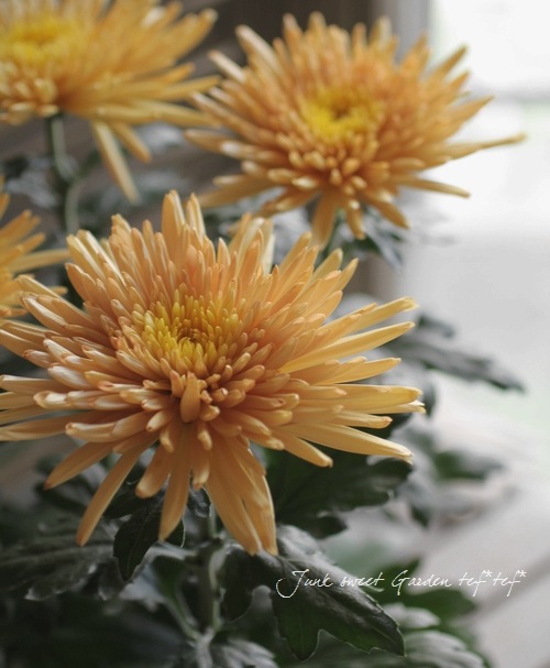 Chrysanthemum morifolium<BR><BR>ޥࡦʥ<BR>إ֥󥺡