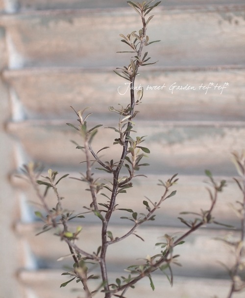 <i>Corokia cotoneaster </i><BR><BR>ȥͥ<BR>إ磻䡼