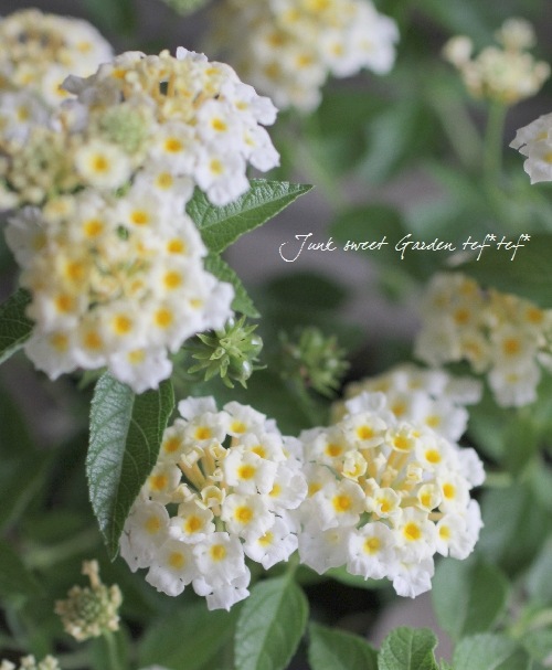 <i>Lantana camara</i><BR><BR>󥿥<BR>إ&ۥ磻ȡ